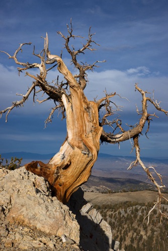 Bristlecone Pine, White Mountains, California (9604 SA).jpg